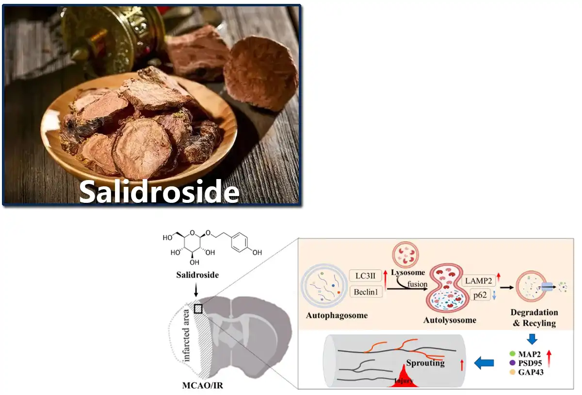 Pure Salidroside.jpg